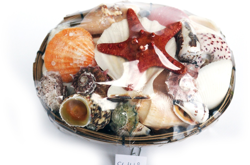 SHELLPACK OVAL C/STELLA MARINA LONG 6 COL CM13*8 CM 14*8 H 6