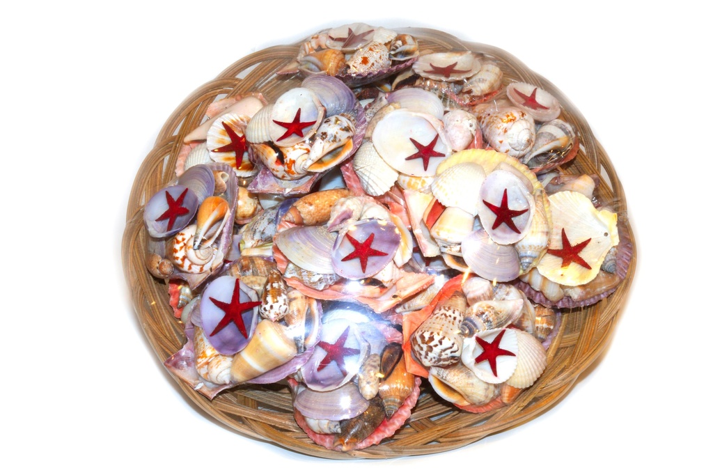 CESTO 12" C/24 PECTEN CODAC SHELLP 2.5" C/STEL CM8 DIAM CM 8