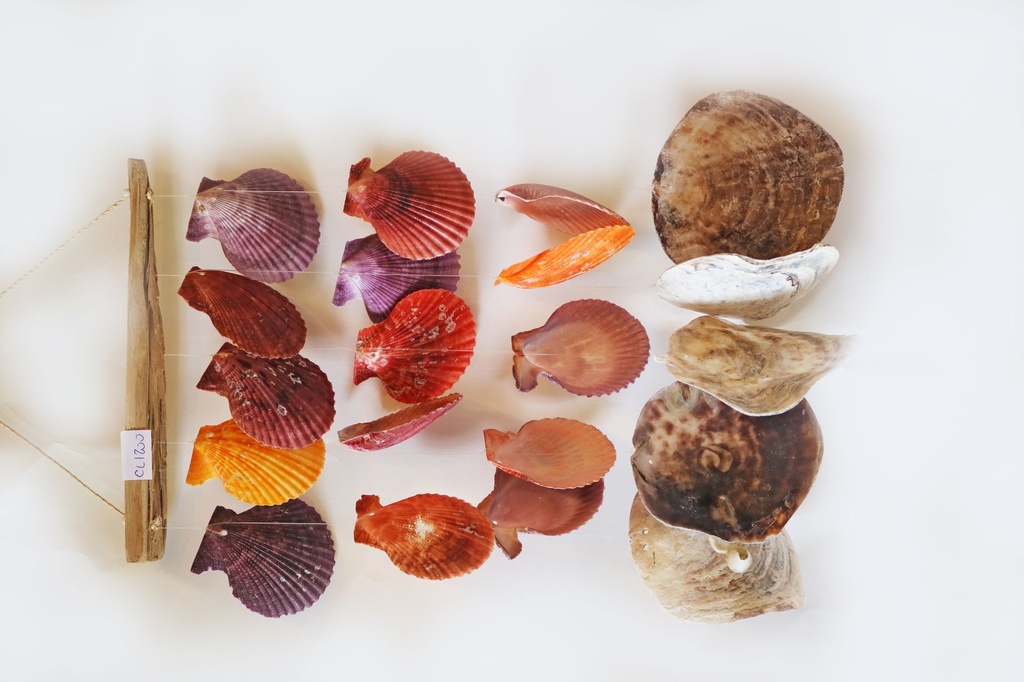 SCACCIAP. LEGNO C/5 FILE PECTEN NOBILIS E PLACUNA 