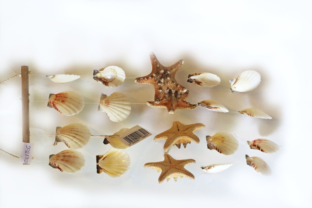 SCACCIAP. LEGNO C/4 FILE PECTEN VEXILLUN E STELLE 