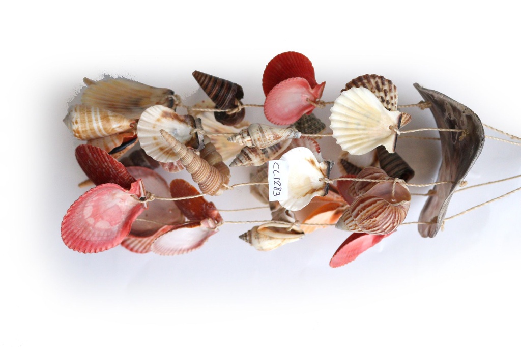 SCACCIAP. PLACUNA C/PECTEN E CONCH ASS CM 46*16 