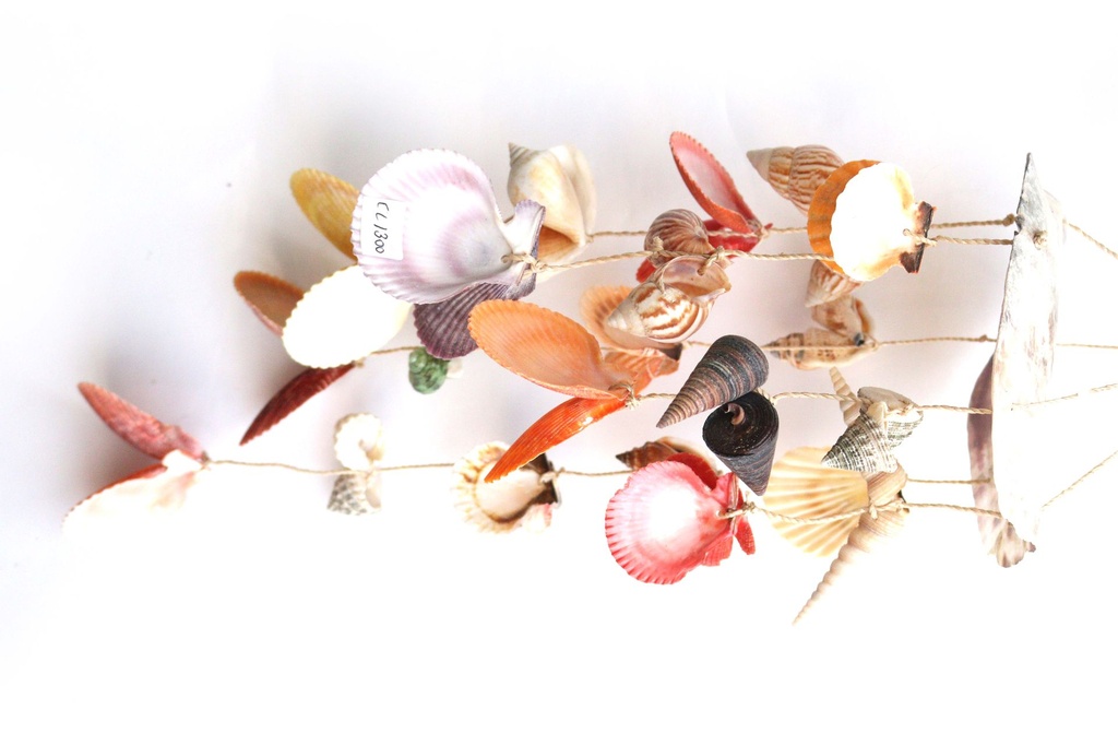 SCACCIAP. PLACUNA C/CONCH ASS CM 35*17 