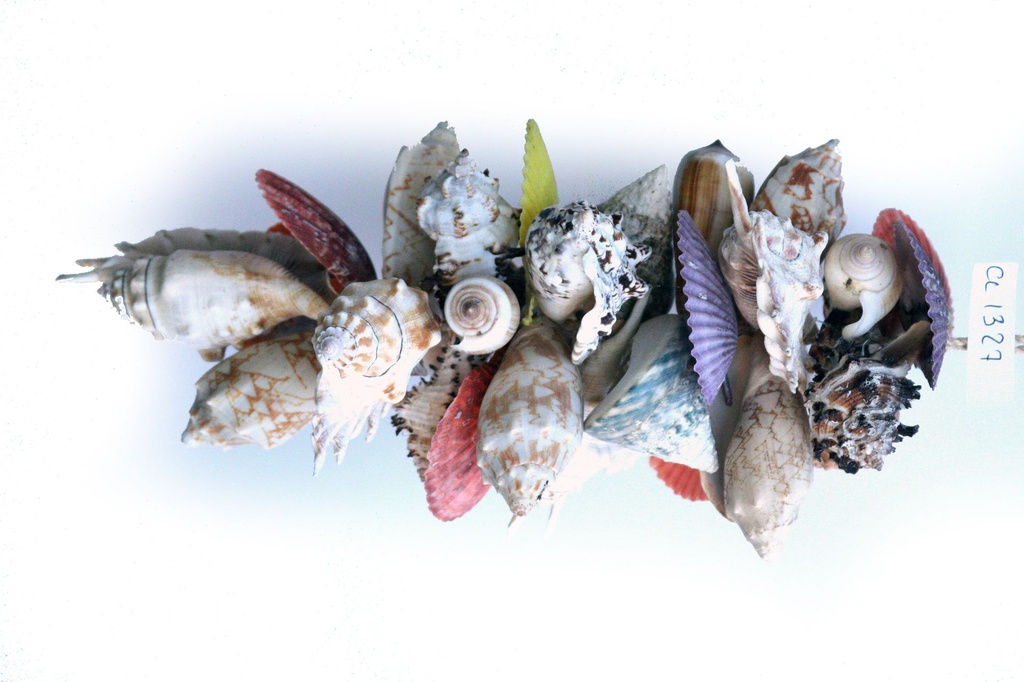 GRAPPOLO CONCH DA APP MIX COLOR 