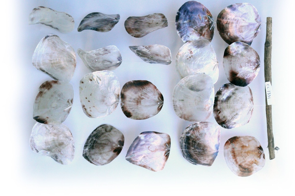 SCACCIAP D'APP RAMO LEGNO C/4 FILE PLACUNA H 60 CM 