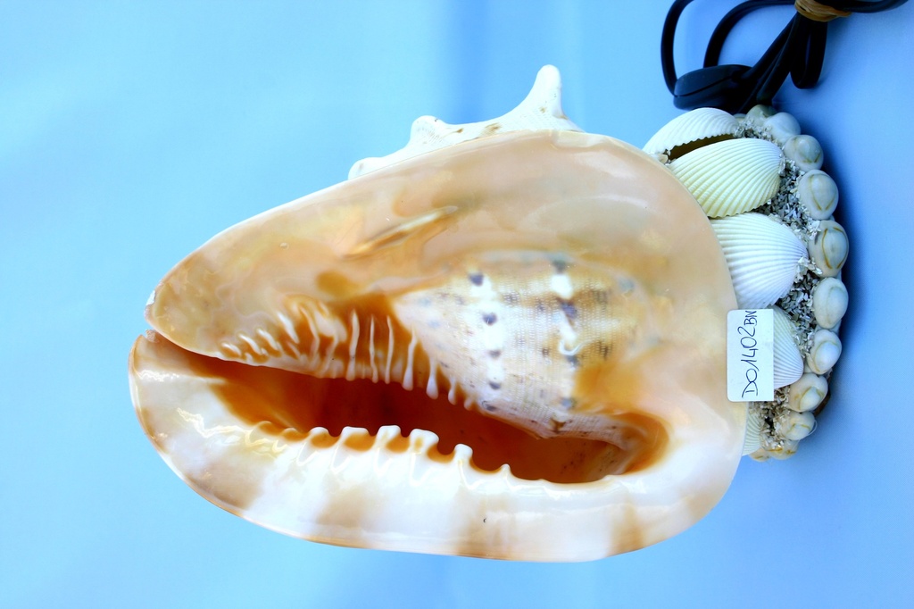 CASSIS CORNUTA MEDIO LUCE BASE CEE CM 24 