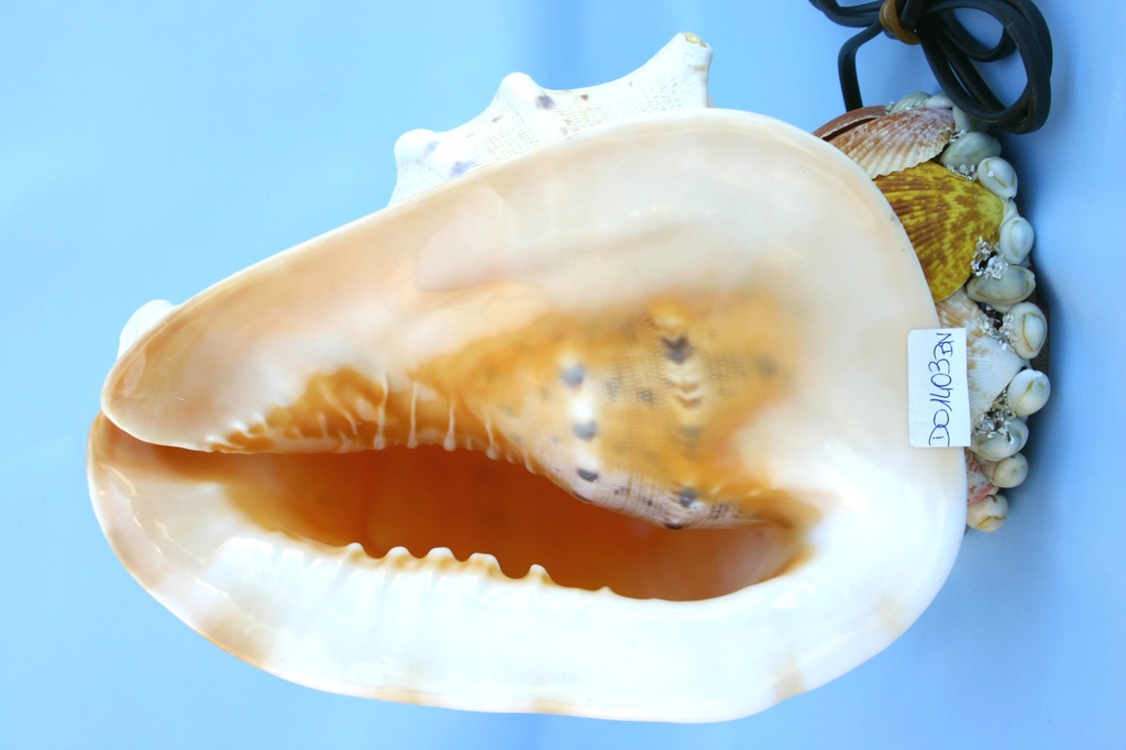 CASSIS CORNUTA  GRANDE LUCE BASE CEE CM 26 