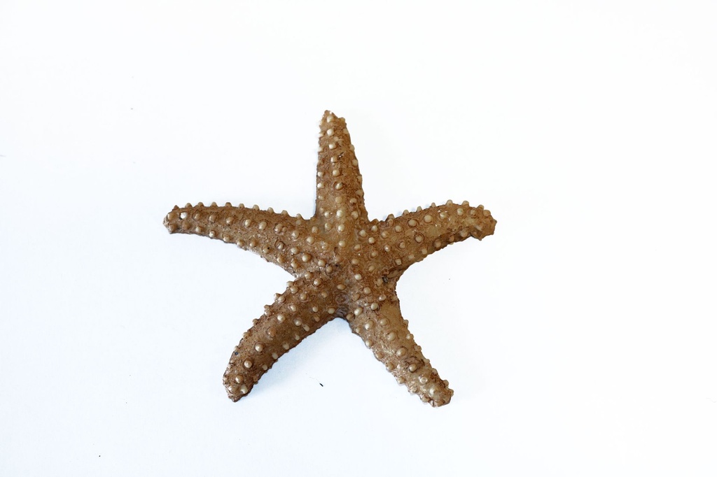 MAGNETE RESINA STELLA COL NAT 7.5 CM 