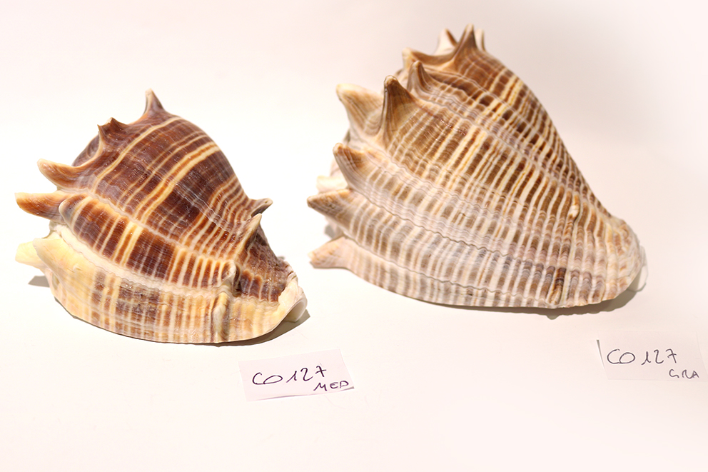 MELONGENA MELONGENA  GRA 4" UP CM 10-11