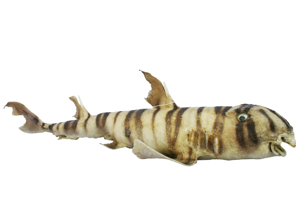 BULL HEAD SHARK 20-22"