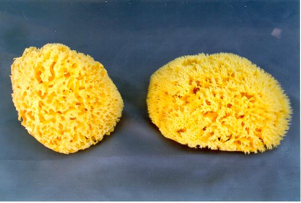 SPUGNE MARINE 5.5-6"